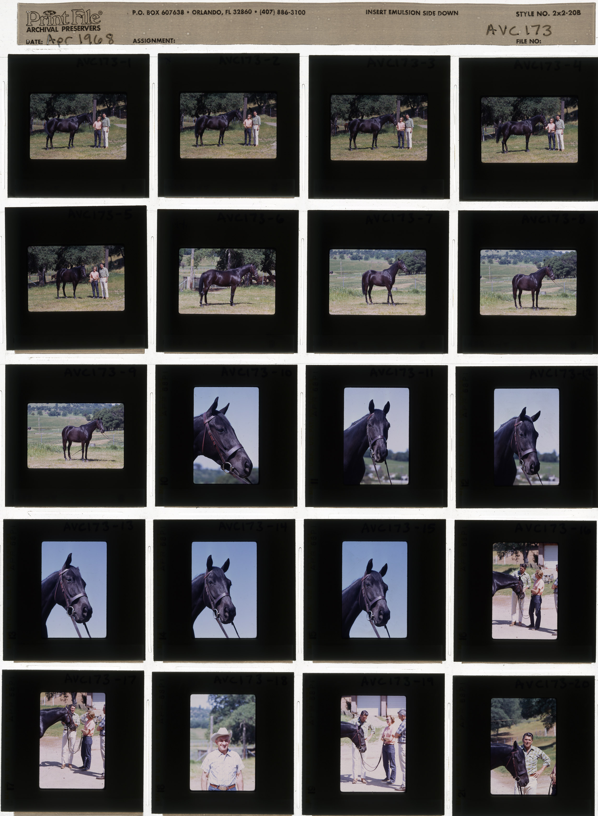 horse Little Man