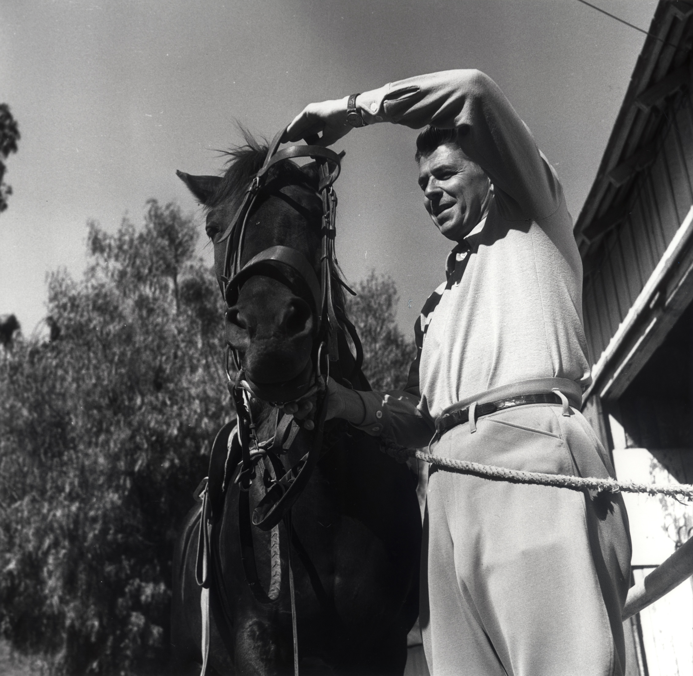 Ronald Reagan putting Bridle on his horse