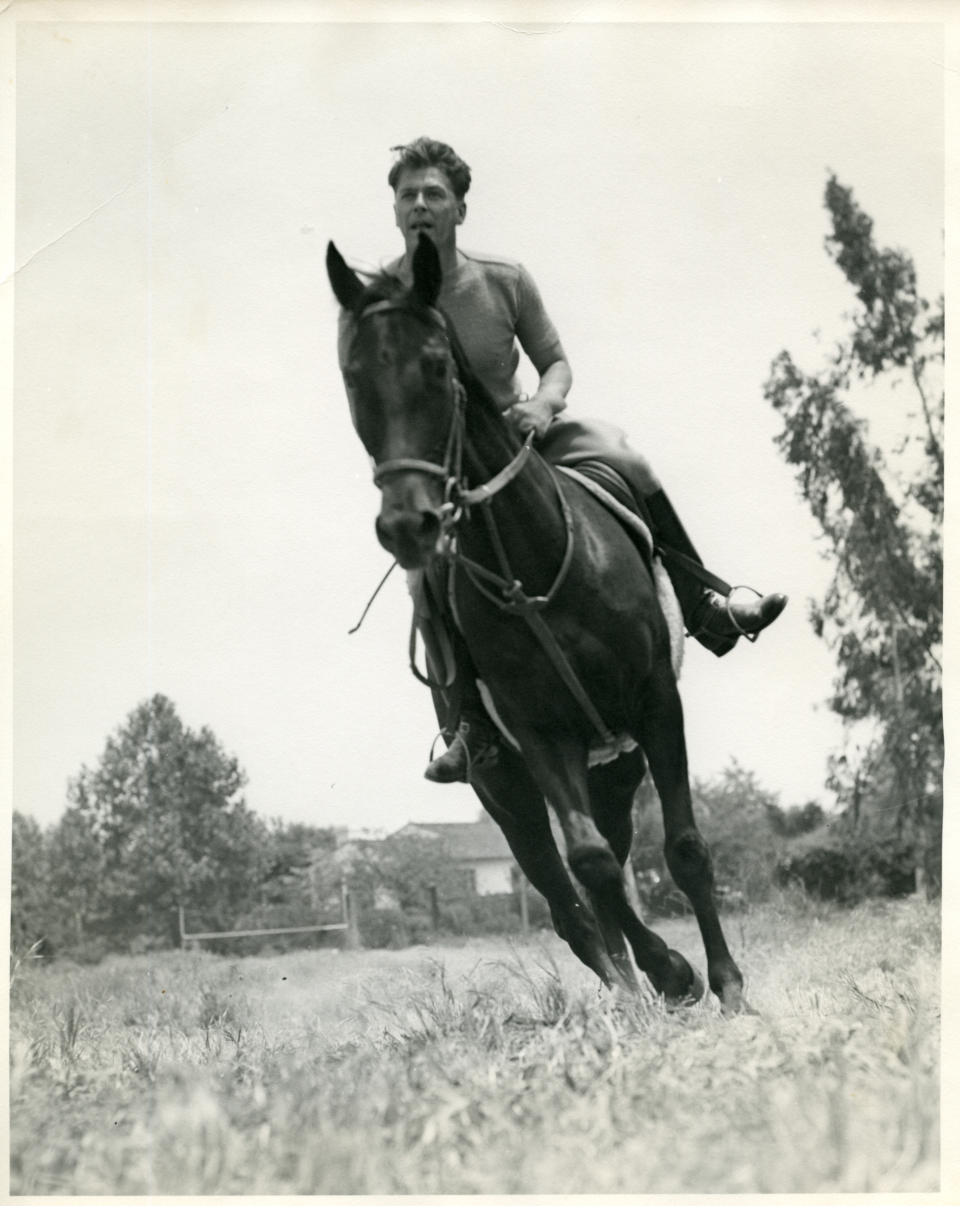 horse