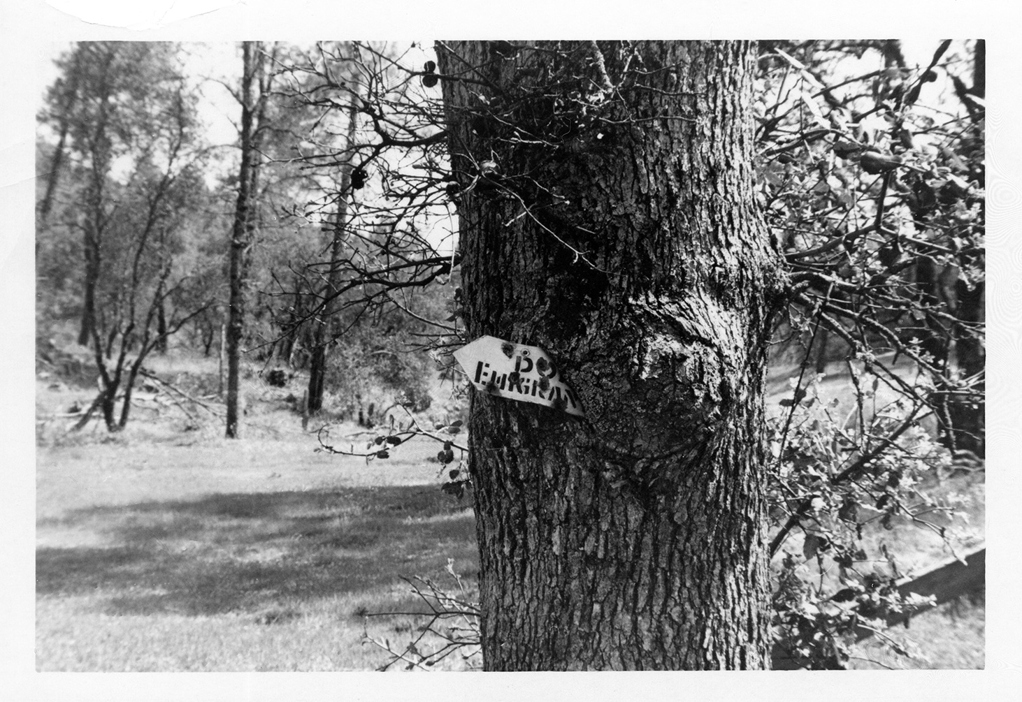 AVC204_0.jpg Oak Tree