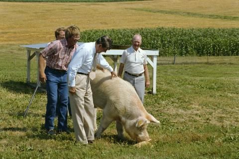 large pig on farm