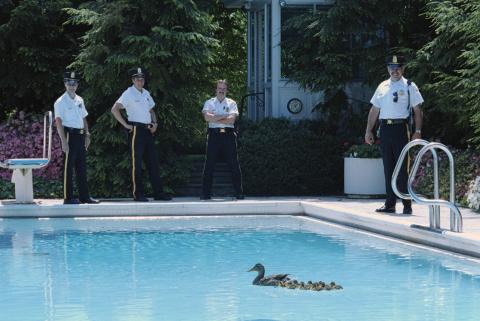 ducks in the white house pool