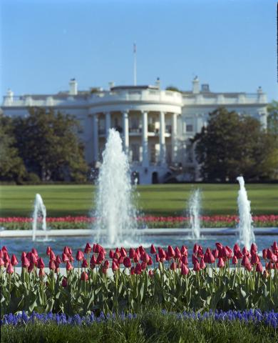 White House 