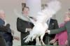 President Ronald Reagan participating in a ceremony to receive the 40th presentation of a Thanksgiving turkey from the National Turkey Federation 11/23/1987  NAID: 276564595