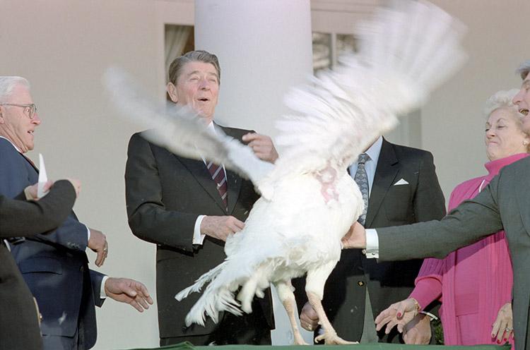 President Ronald Reagan participating in a ceremony to receive the 40th presentation of a Thanksgiving turkey from the National Turkey Federation 11/23/1987  NAID: 276564595